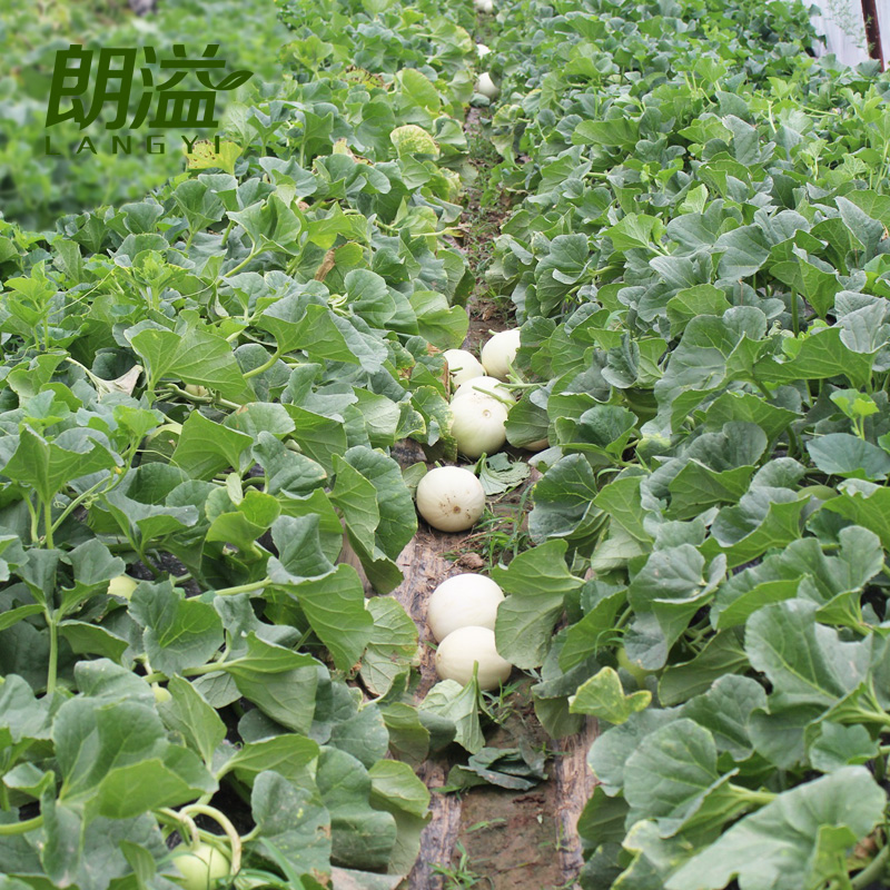 閻良甜瓜9斤新鮮白皮郁金香白蜜瓜當季應季水果香瓜陜西整箱帶箱