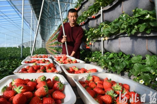 秦皇島 加快特色農業強市建設步伐 打造京津特色農產品供應基地