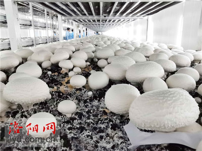 食用菌種植工廠化 產業升級助農致富