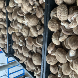 河北承德平泉市東輝食用農產品鮮香菇