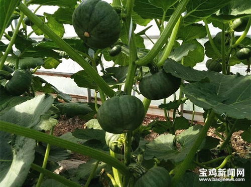 寶雞農(nóng)產(chǎn)品有了 身份證 手機(jī) 掃一掃 就能知道 誕生 歷程