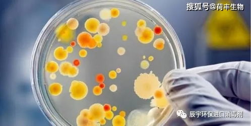 戚風(fēng)蛋糕檢測(cè)不合格原因是什么 菌落總數(shù),霉菌