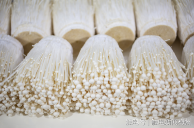 梅州市人民政府門戶網站 工作動態 喜訊!梅州這4個產品入選2022年第二批全國名特優新農產品名錄