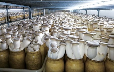 中國(guó)食用菌工廠化該如何發(fā)展